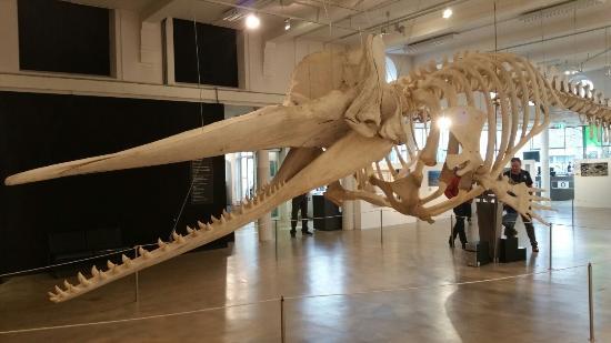 Muzeum historii naturalnej w Brabancji